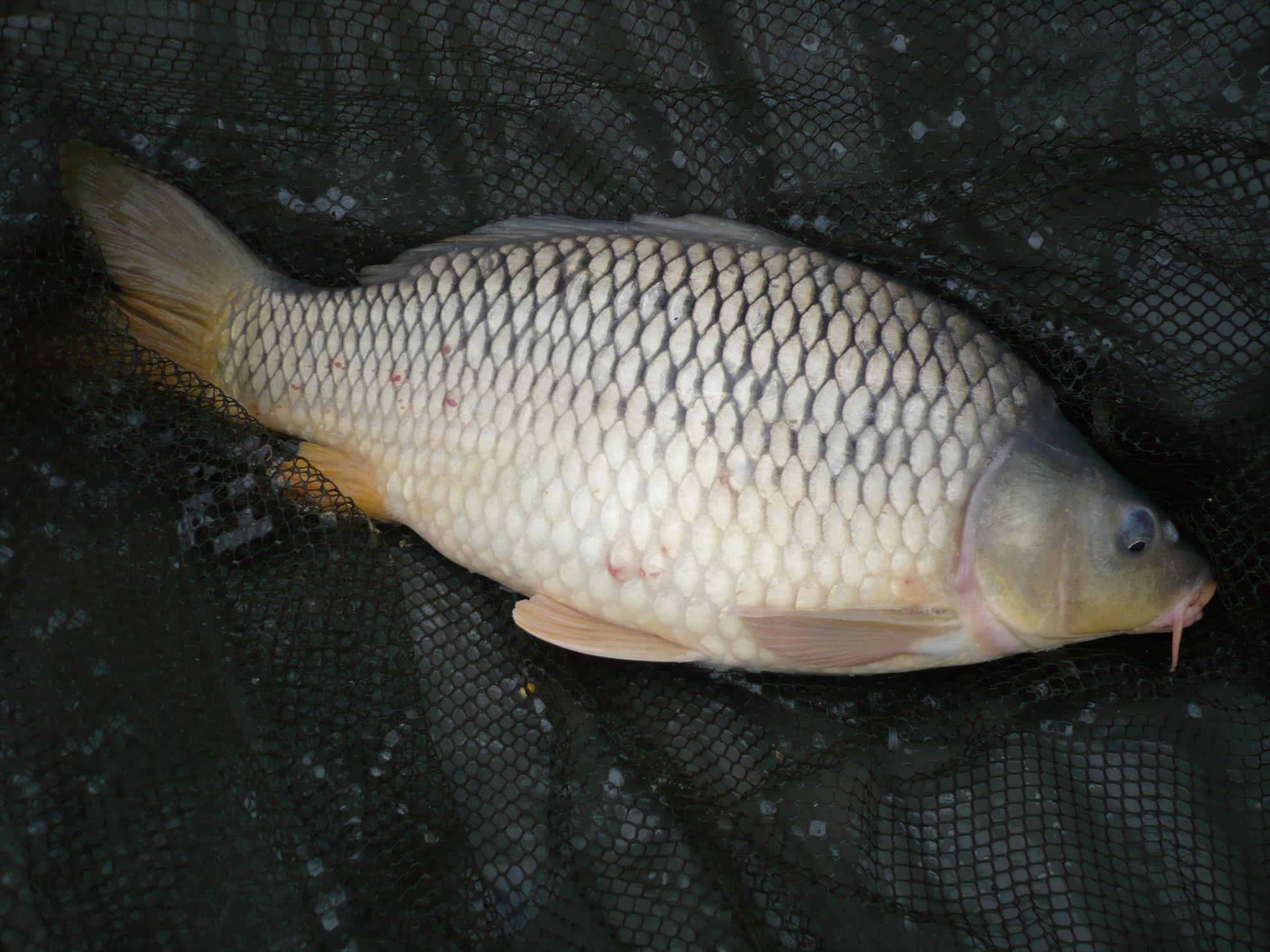 MV2 - 13.NOI.2013 - p1010921.JPG